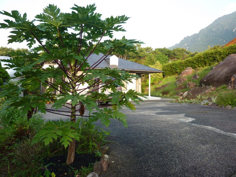 Naoko Kasai / Owner of “Minshuku Soramame” (literally “Fava Bean Guesthouse”)