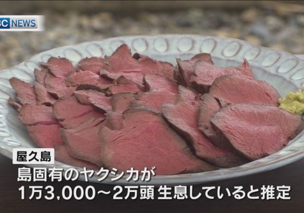 屋久島「ヤクシカ」の肉を住民に振舞う