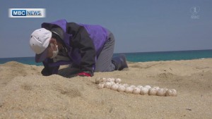 国内最大のウミガメ産卵地　屋久島で今年初確認
