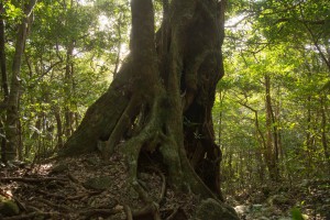 撮影：古賀 顕司「スダジイの木、鹿児島県に普通にある木です」