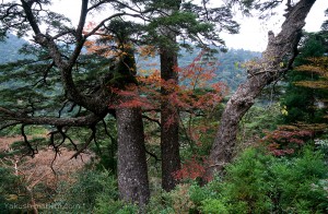 YakushimaFilm「屋久島の秋さがし」